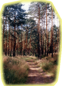 Waldweg im Külzauer Forst